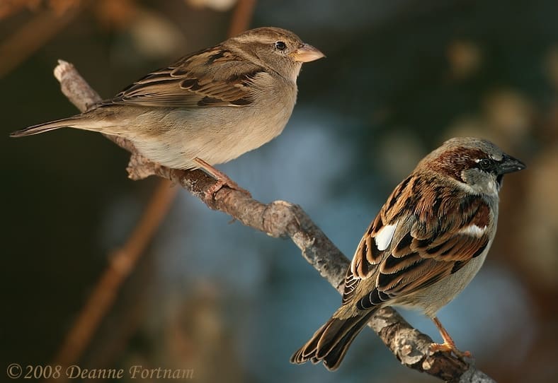 Sparrows & Nothing