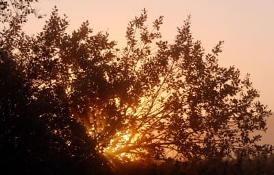 Hello, Morning!