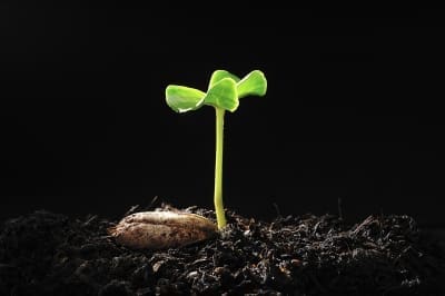 How Does It Grow?