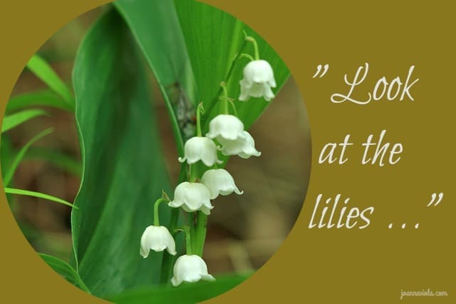 lilies