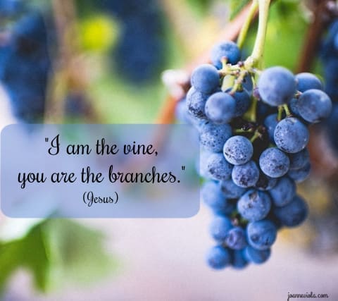 Vine & Branches