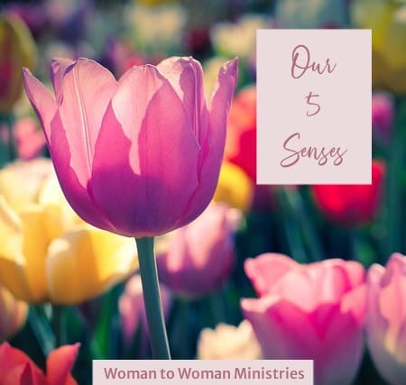 Our 5 Senses