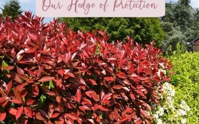 Our Hedge of Protection